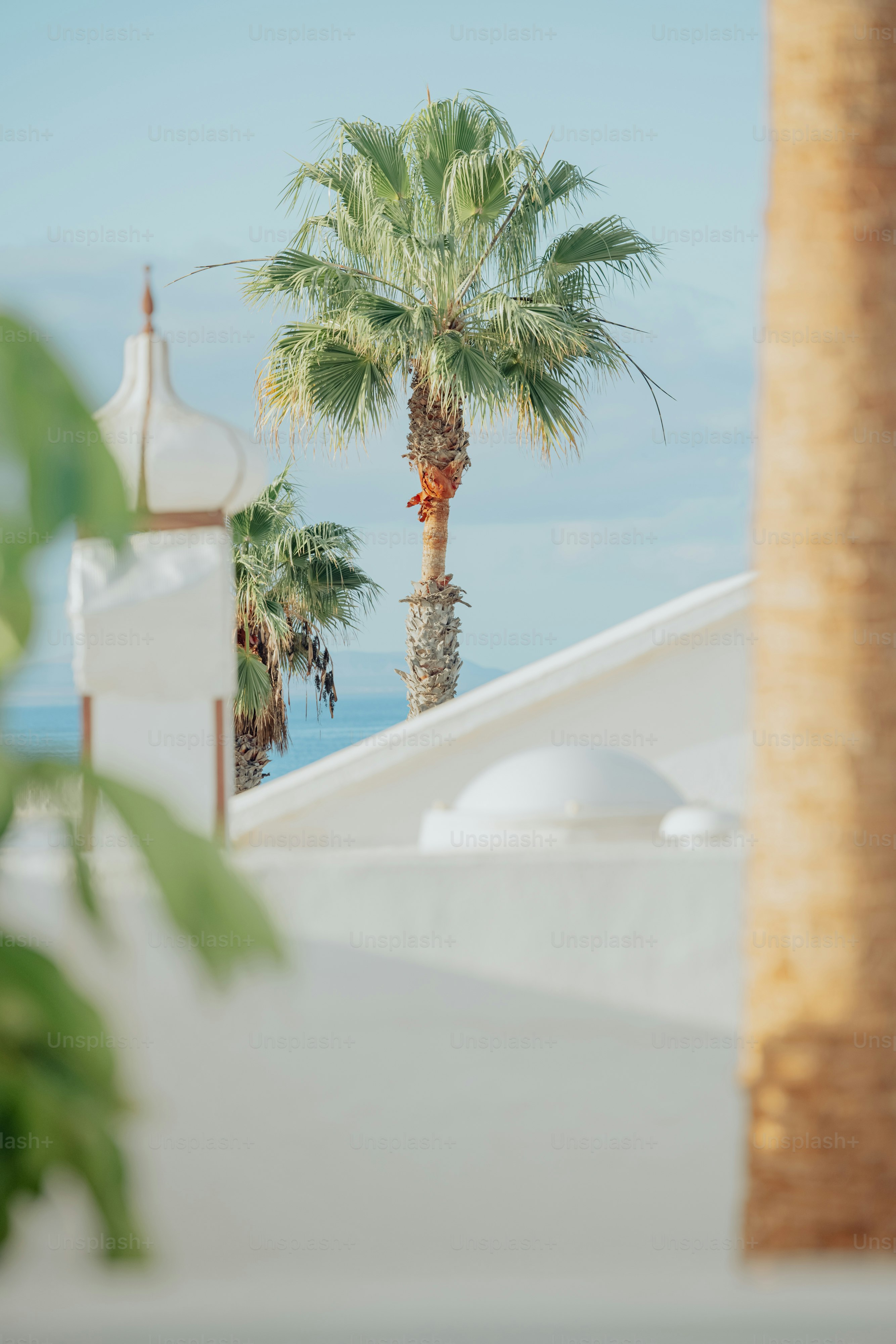 a palm tree in front of a white building