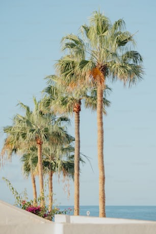 a row of palm trees next to the ocean