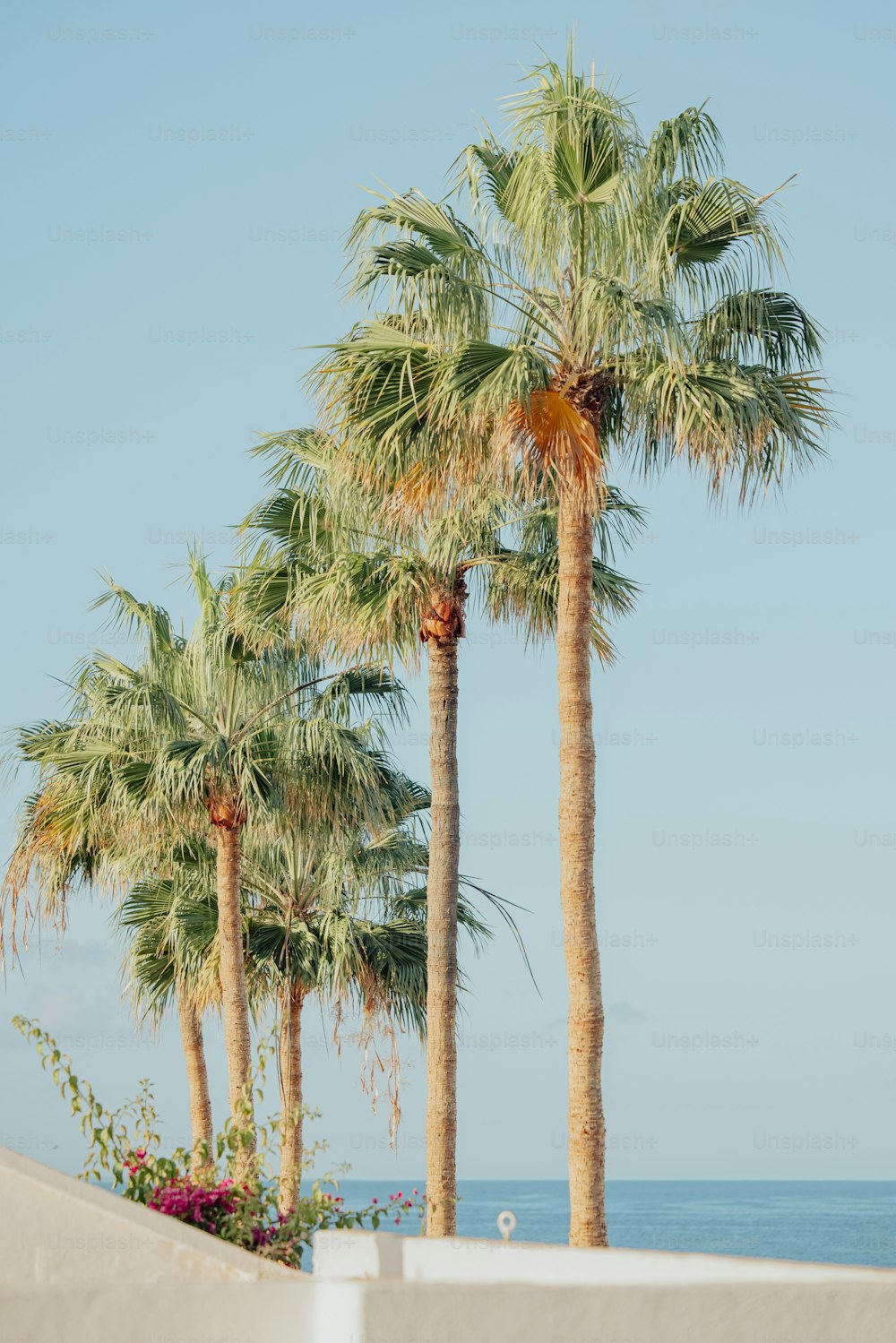 a row of palm trees next to the ocean