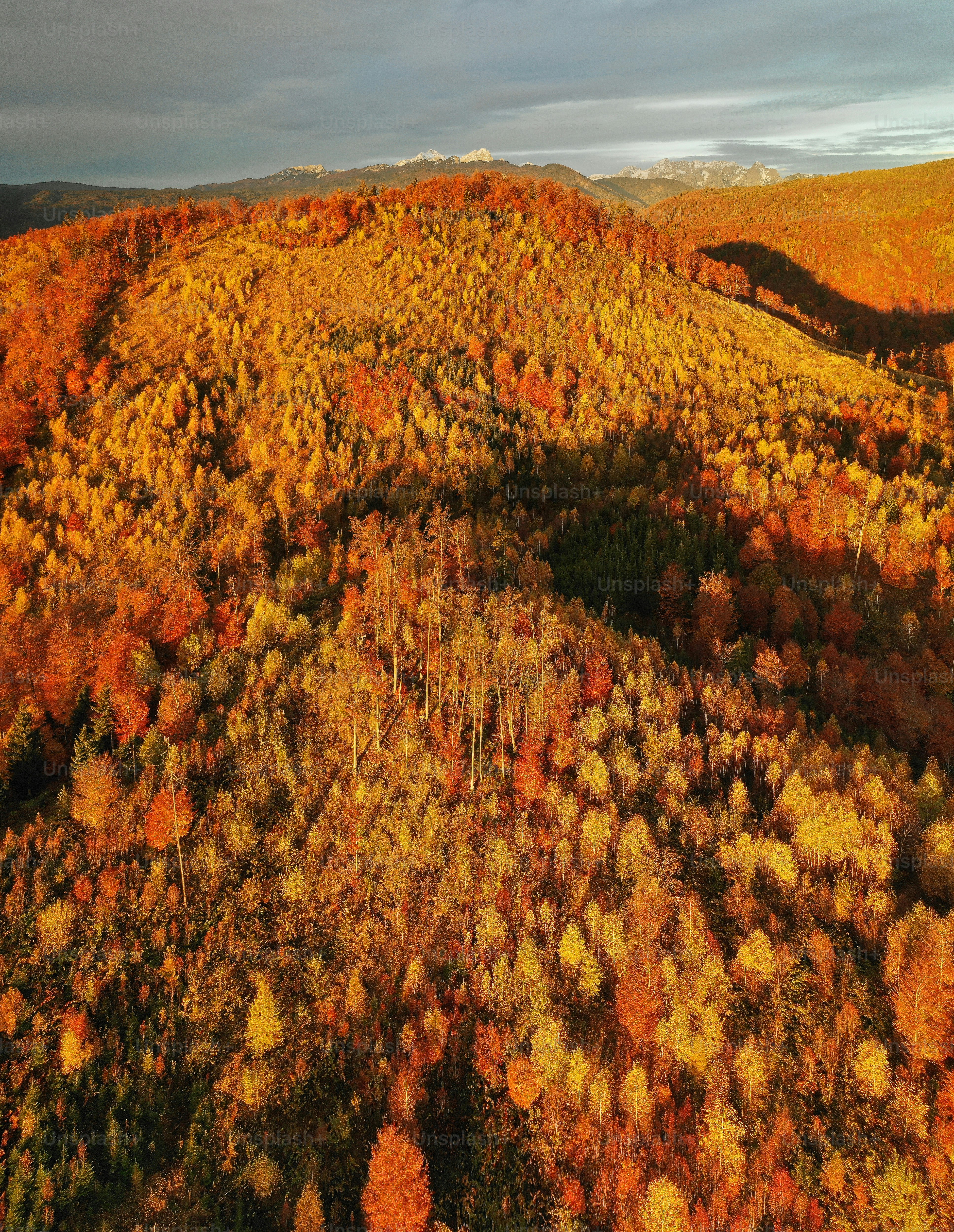 An aerial view of a forest with mountains in the background photo ...