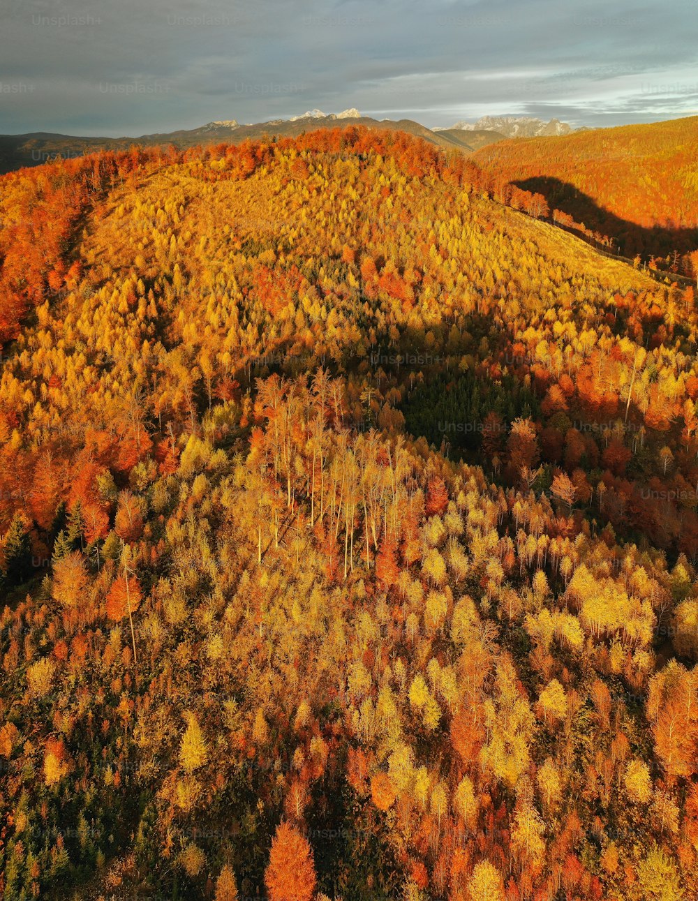 an aerial view of a forest in autumn