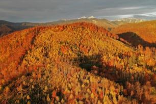 an aerial view of a forest with a mountain in the background