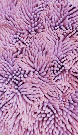 a close up picture of a purple flower