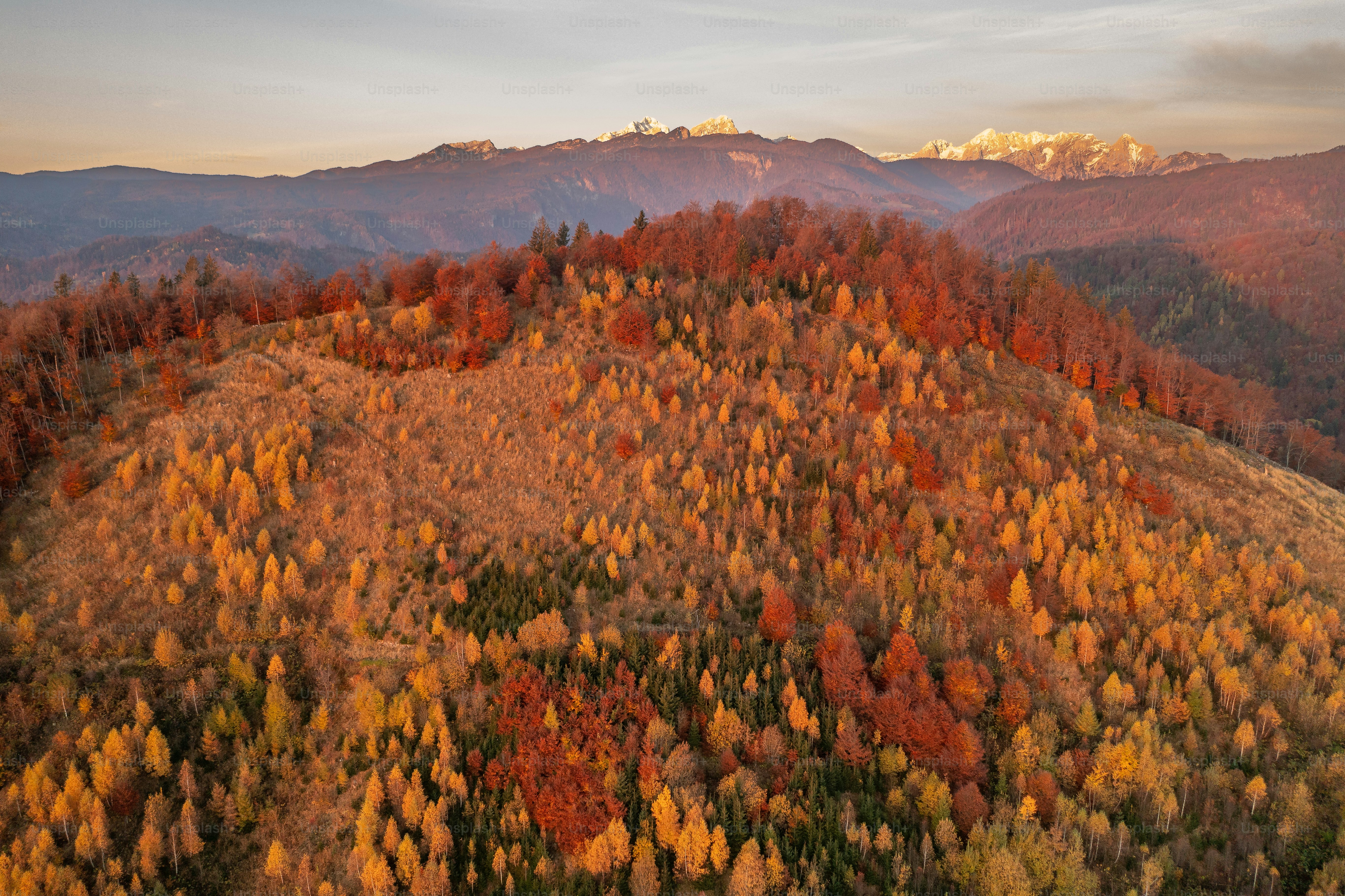 an aerial view of a forest with mountains in the background
