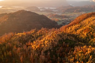 an aerial view of a forest with lots of trees