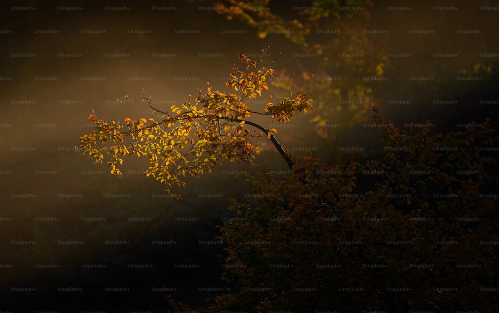a tree with yellow leaves in the fog