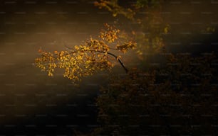 Un arbre aux feuilles jaunes dans le brouillard