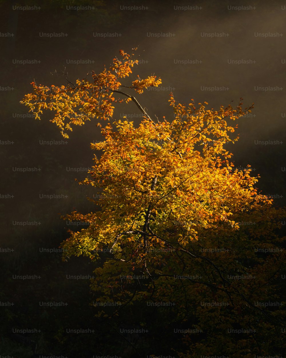 Un árbol con hojas amarillas en la oscuridad