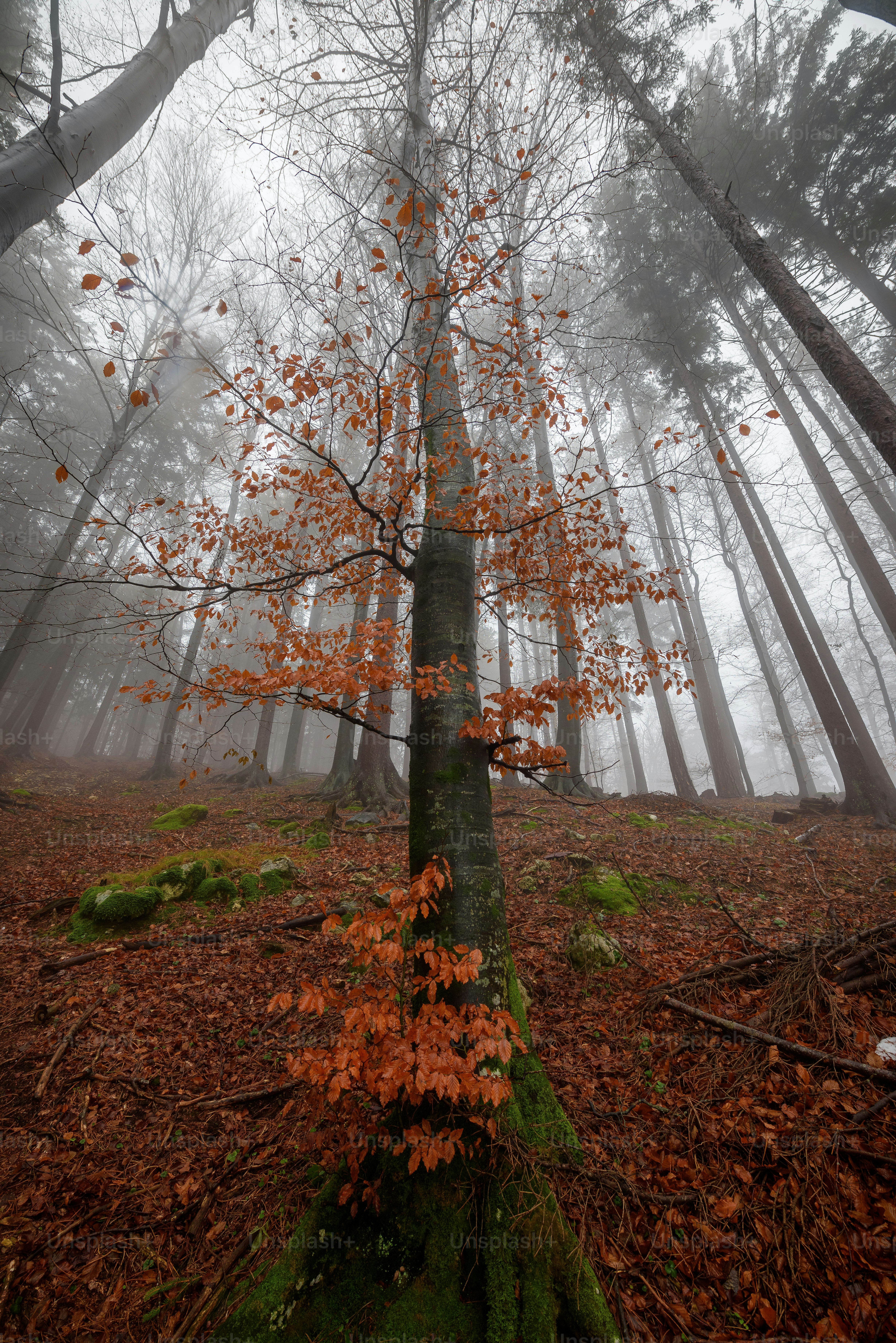 a tree in the middle of a foggy forest