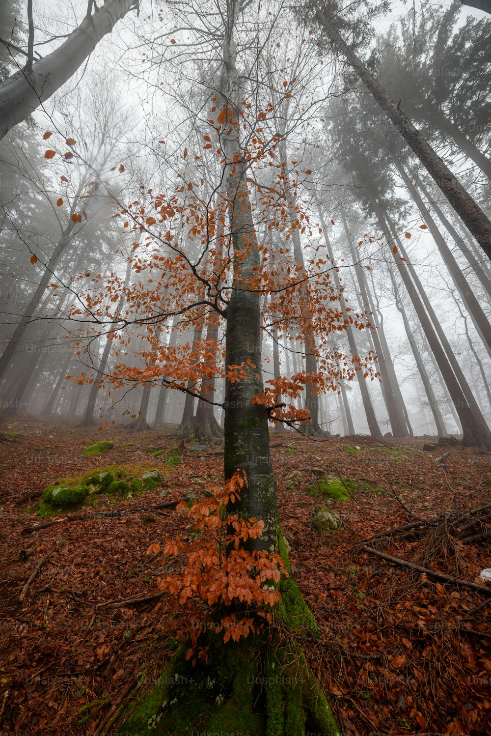 Un albero nel mezzo di una foresta nebbiosa