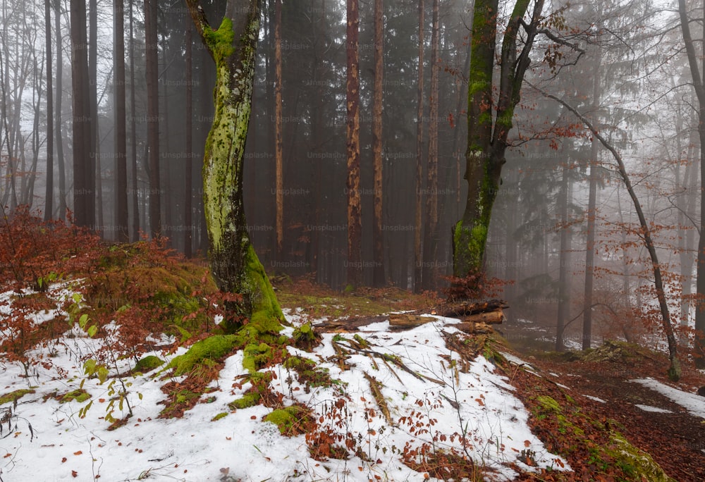 uma floresta cheia de muitas árvores cobertas de neve
