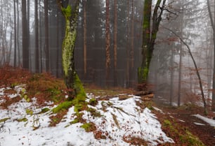 a forest filled with lots of trees covered in snow