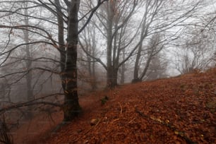 a foggy forest with trees and leaves on the ground