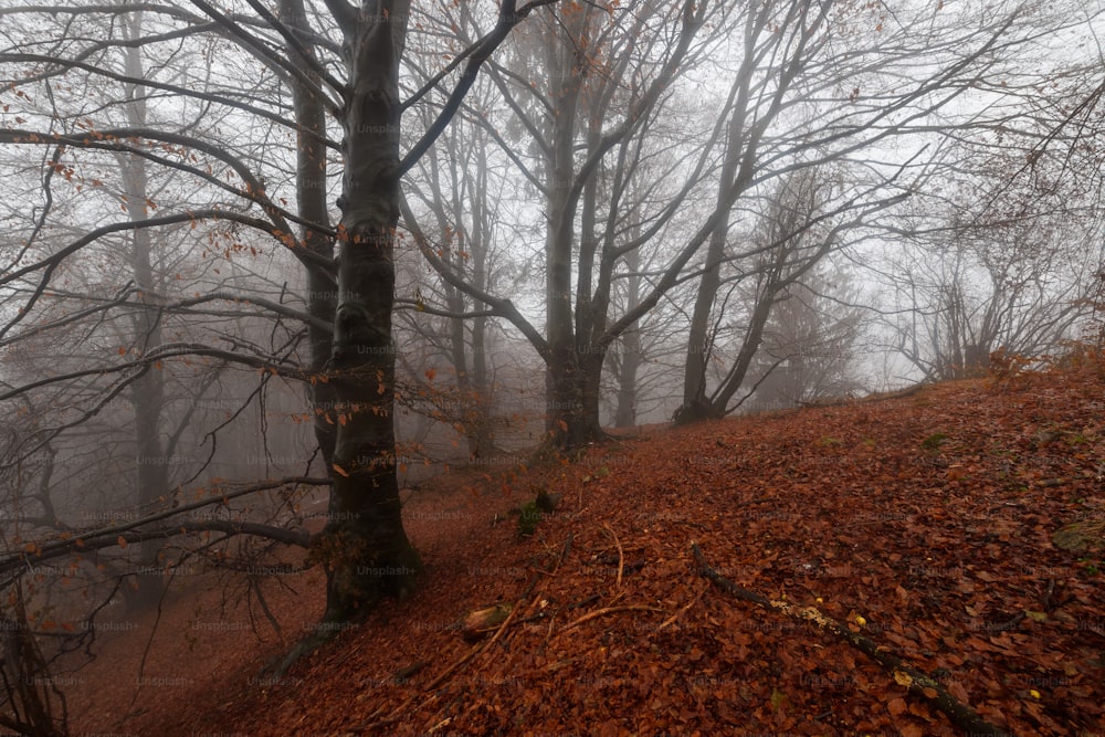 a foggy forest with trees and leaves on the ground