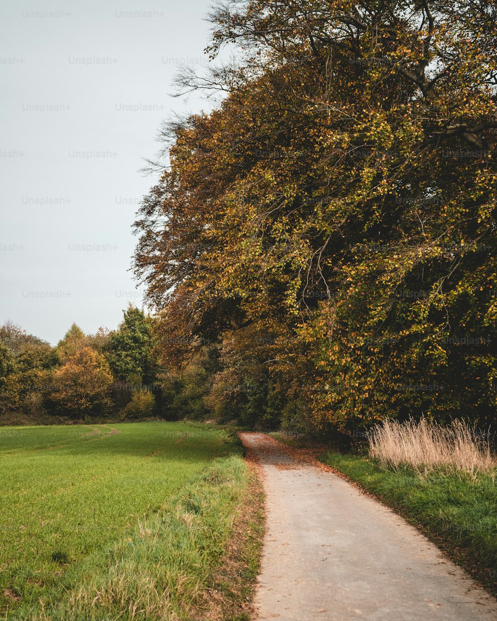 a path in the middle of a grassy field