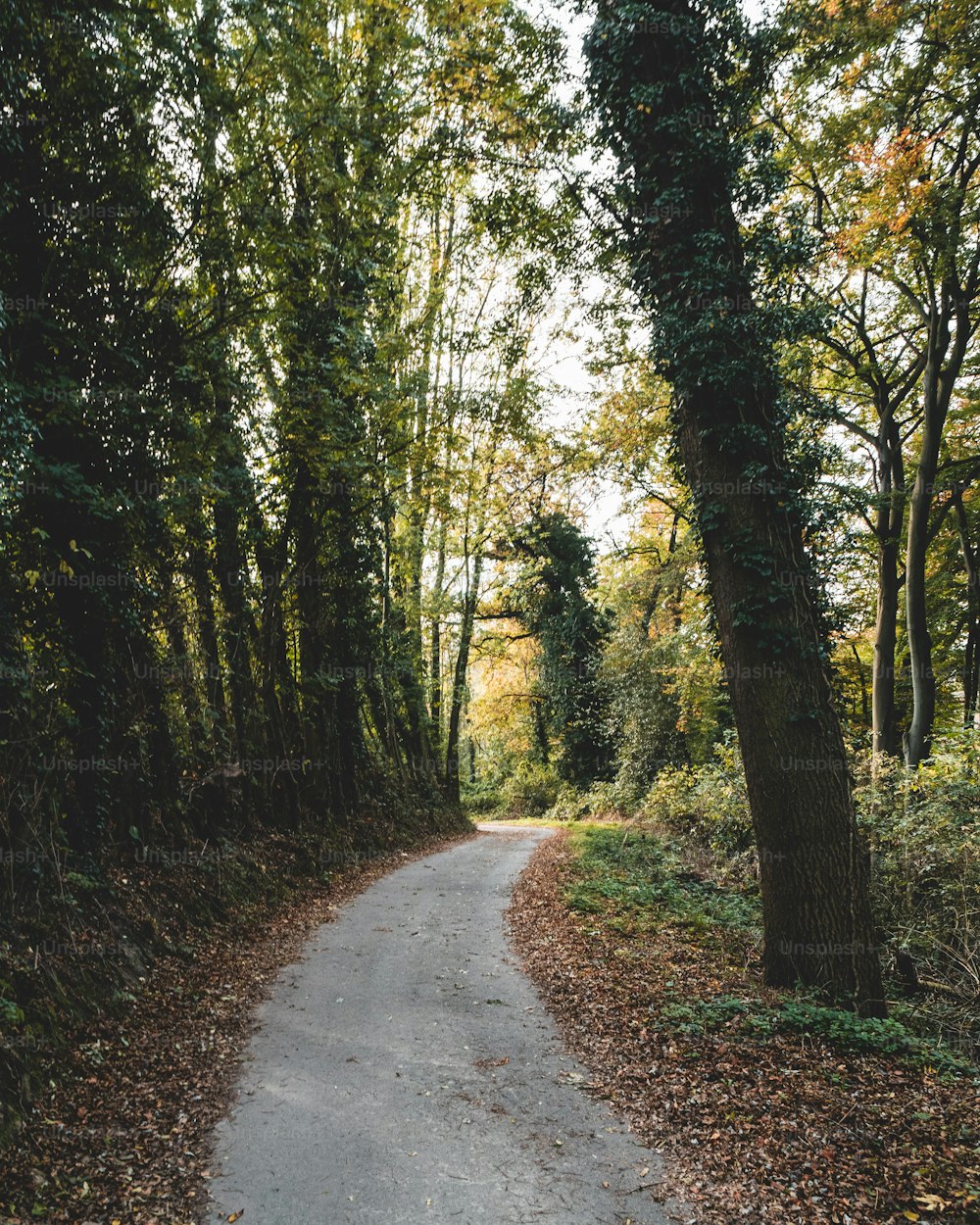 숲이 우거진 지역 한가운데에 있는 길