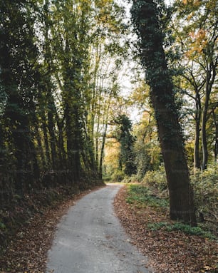 a path in the middle of a wooded area