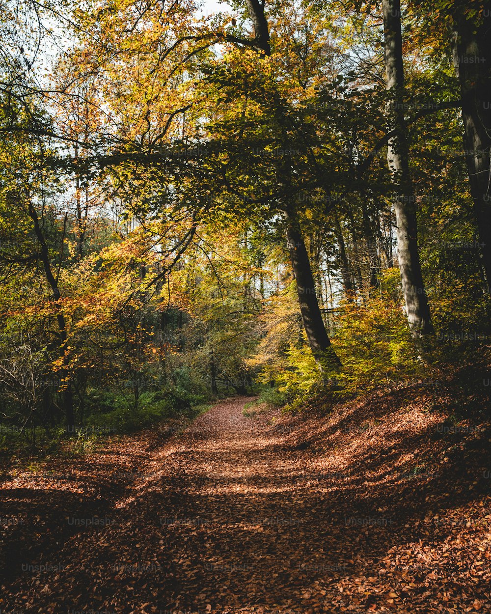 Autum Pictures | Download Free Images on Unsplash