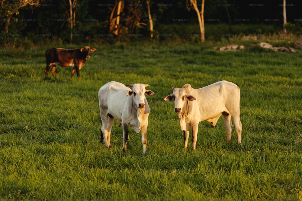 a couple of cows standing on top of a lush green field