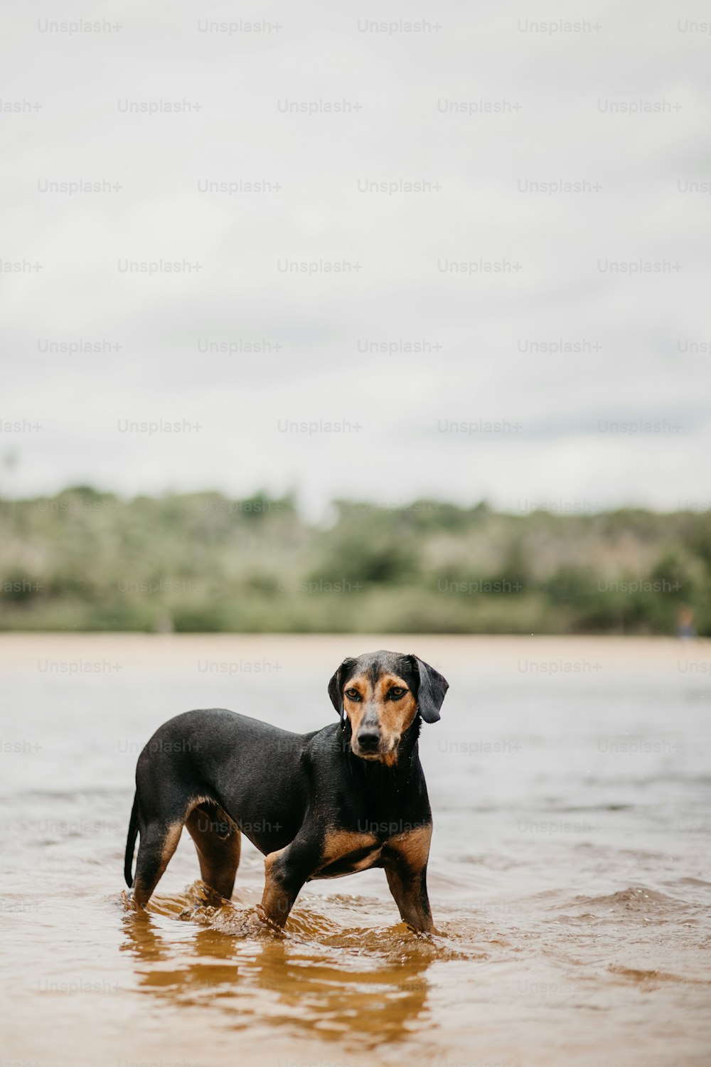 um cão preto e marrom em pé em um corpo de água