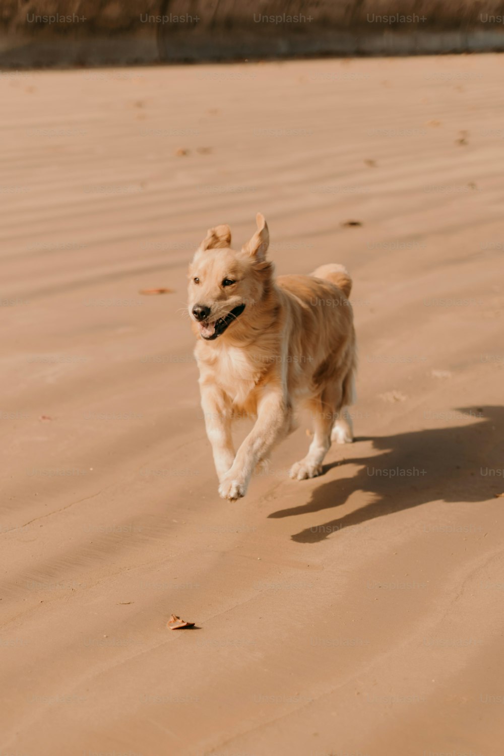 Un perro corriendo por una playa de arena