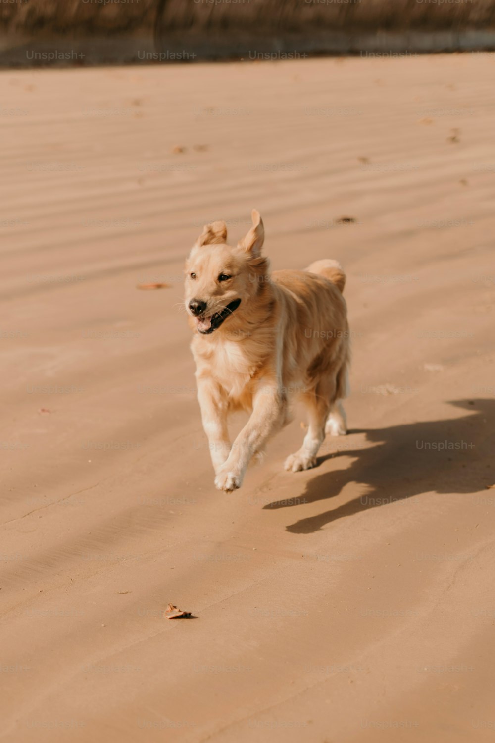 a dog running across a sandy beach