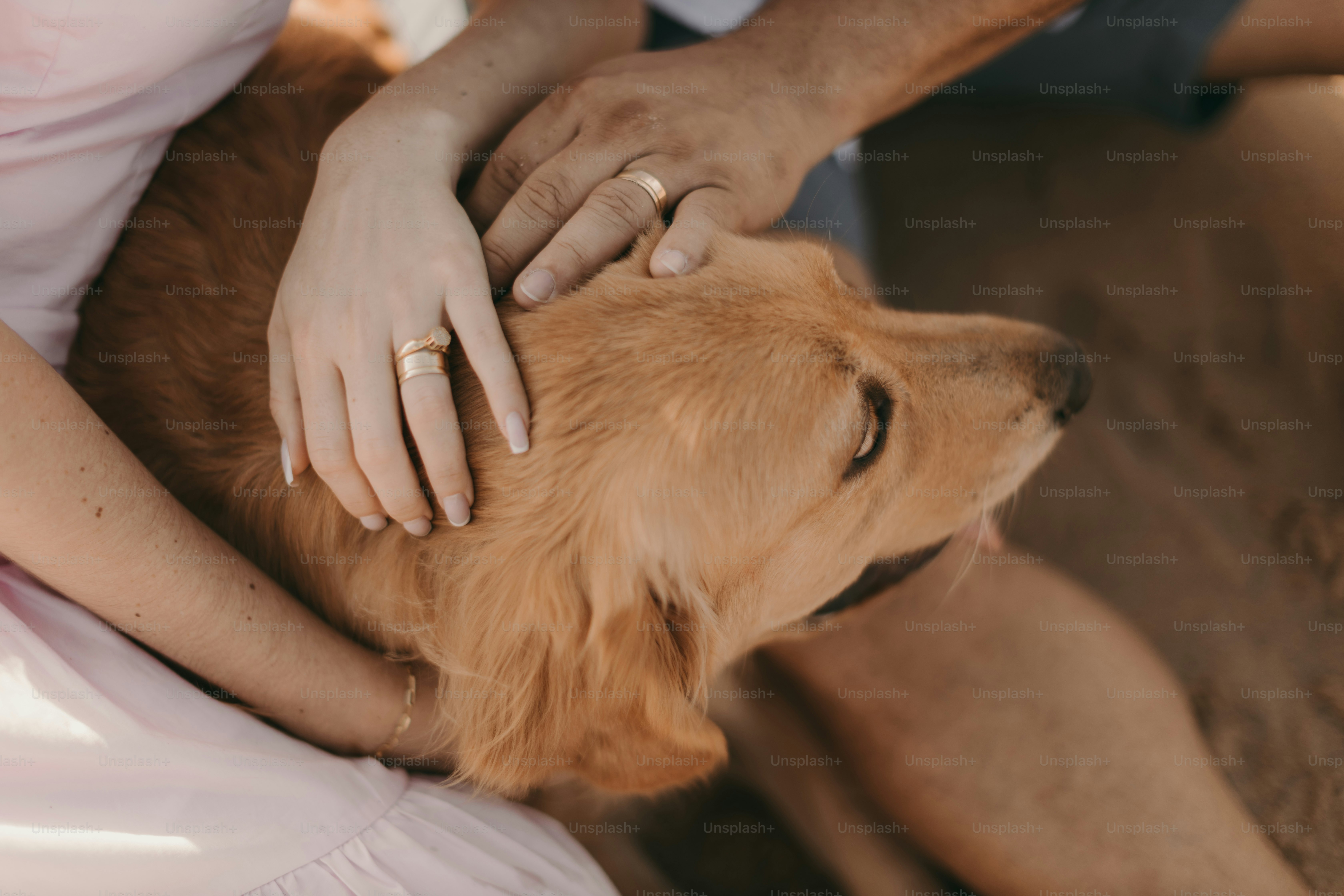 Passionate photographers have captured the most gorgeous animals in the world in their natural habitats and shared them with Unsplash. Now you can use these photos however you wish, for free!