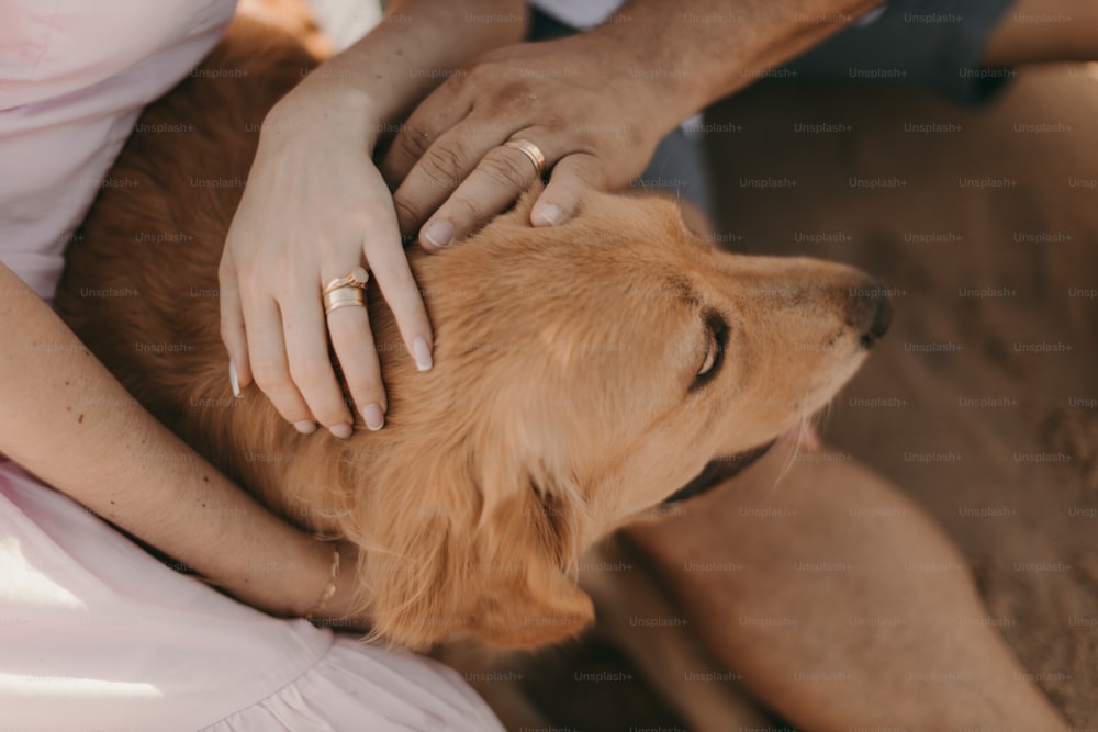 a person petting a dog on the head