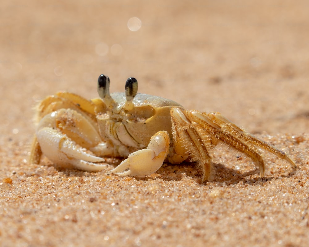 a close up of a crab on a beach