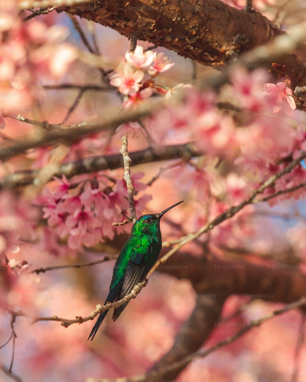 un uccello verde seduto su un ramo di un albero