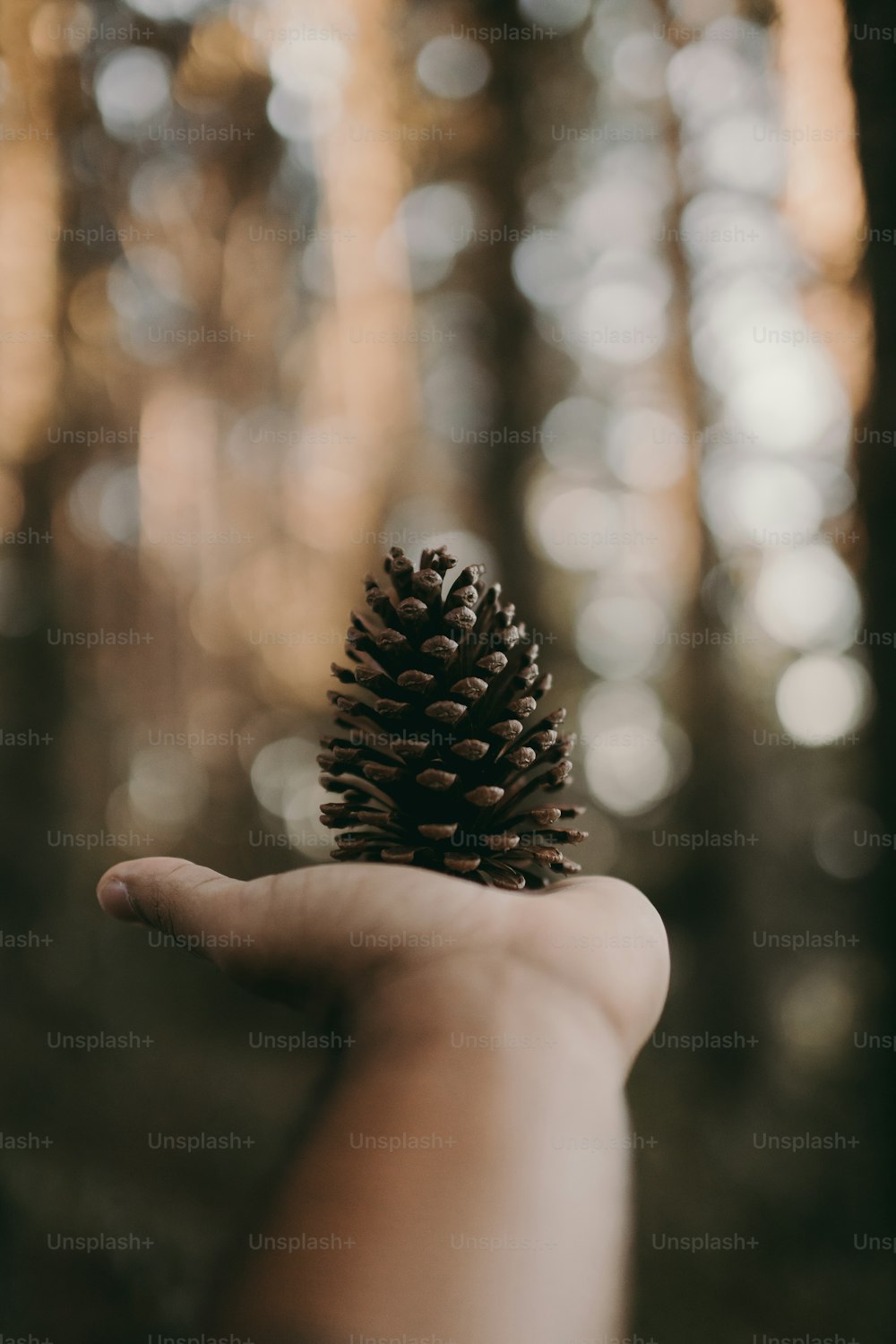 una persona sosteniendo un cono de pino en la mano
