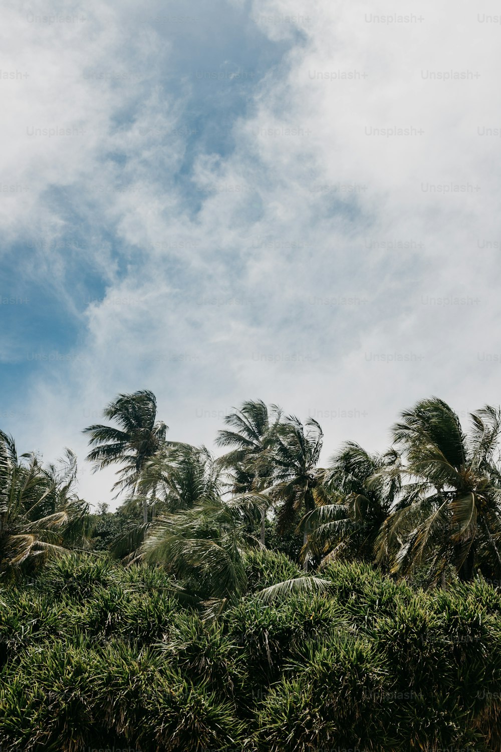 palmiers soufflant dans le vent par temps nuageux