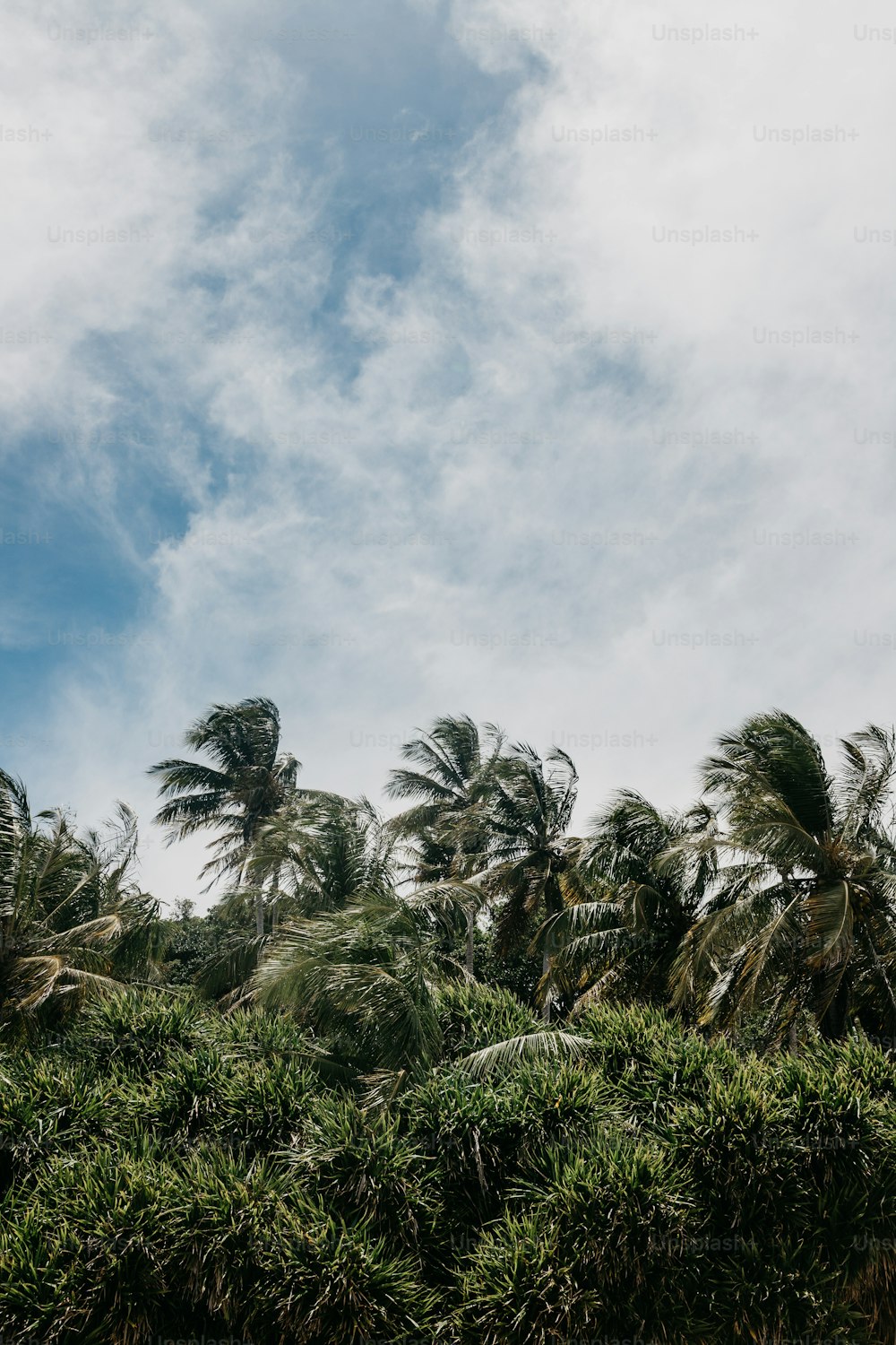 palm trees blowing in the wind on a cloudy day