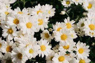 un mazzo di fiori bianchi con centri gialli
