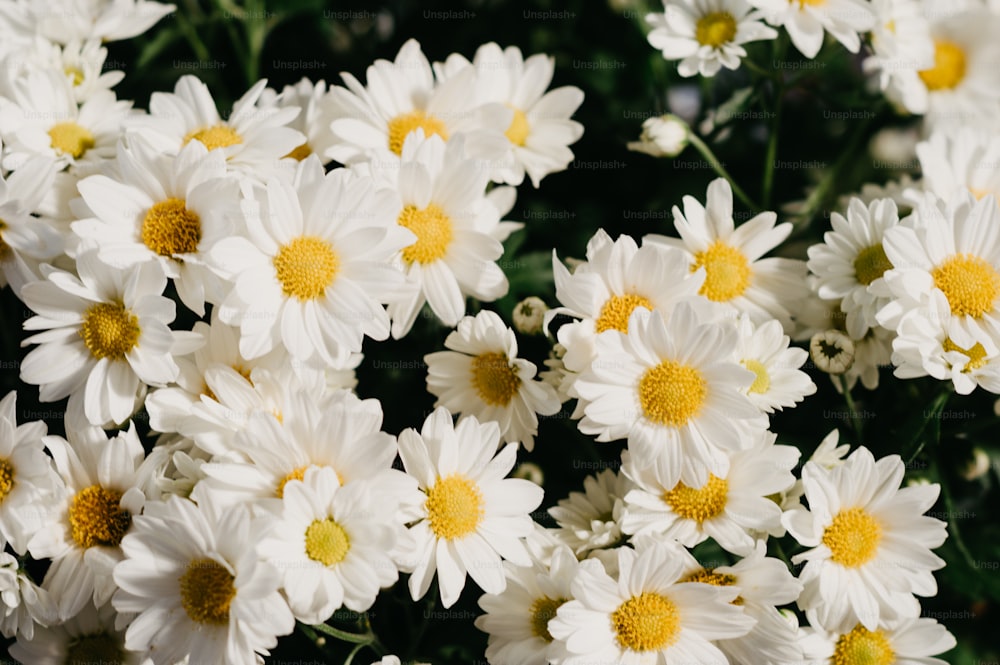 un mazzo di fiori bianchi con centri gialli