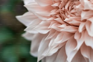 a close up of a large pink flower