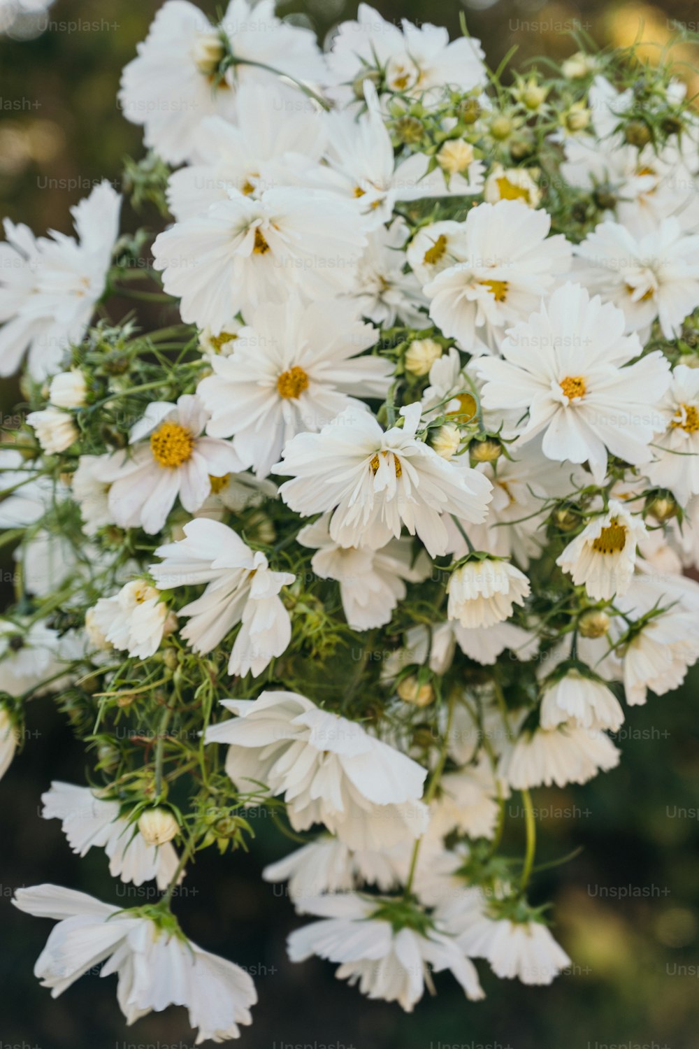 Un ramo de flores blancas en un jarrón