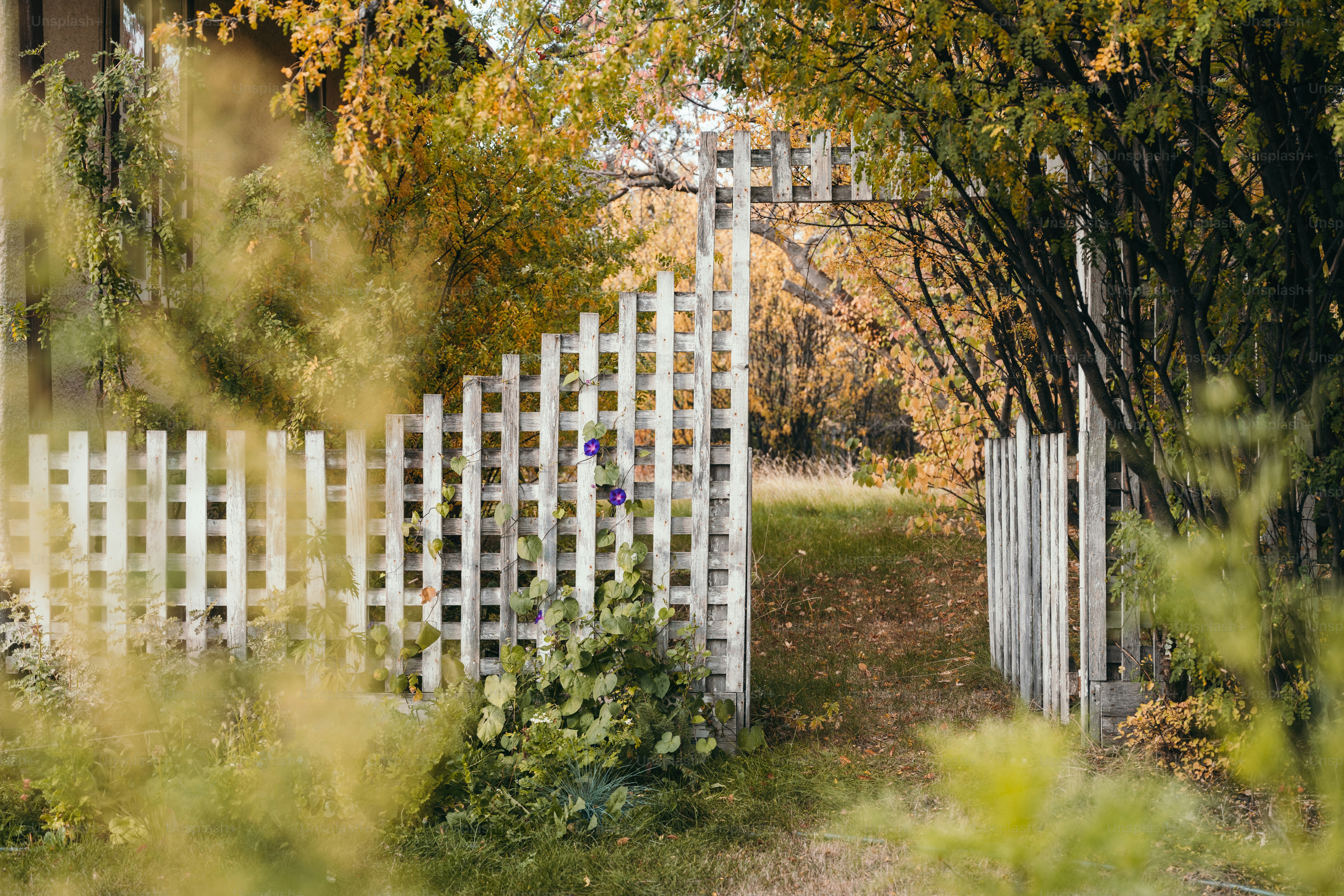 Secret Garden. An old white fence with an archway leads you into an autumn landscape. Vines with purple morning glory flowers and a garden bed frame the old white fence.