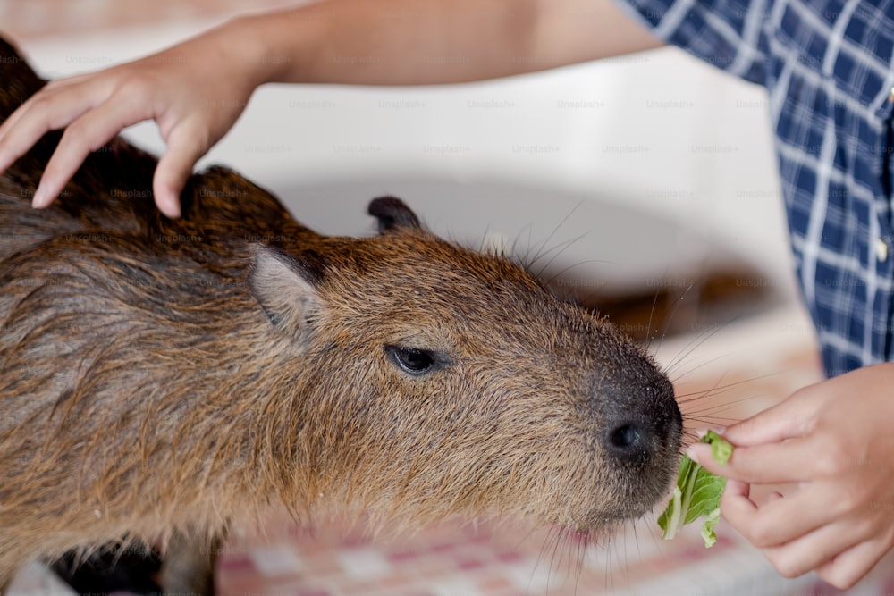 Un primo piano di una persona che nutre un capibara