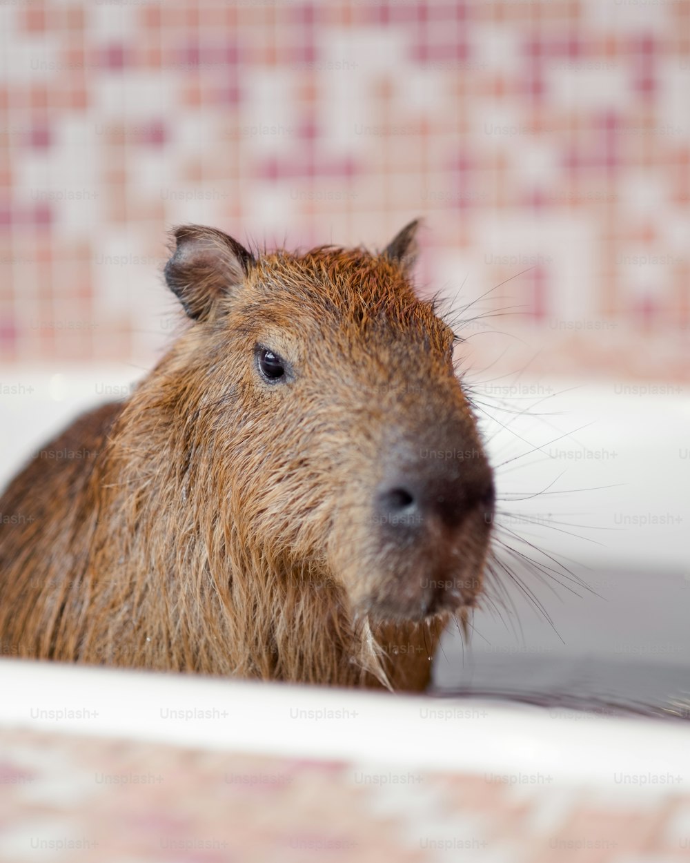 a close up of a capybara in a bathtub