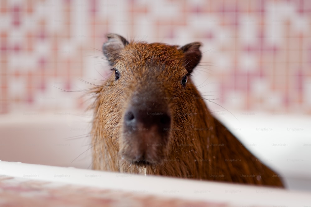 a close up of a rodent in a bathtub