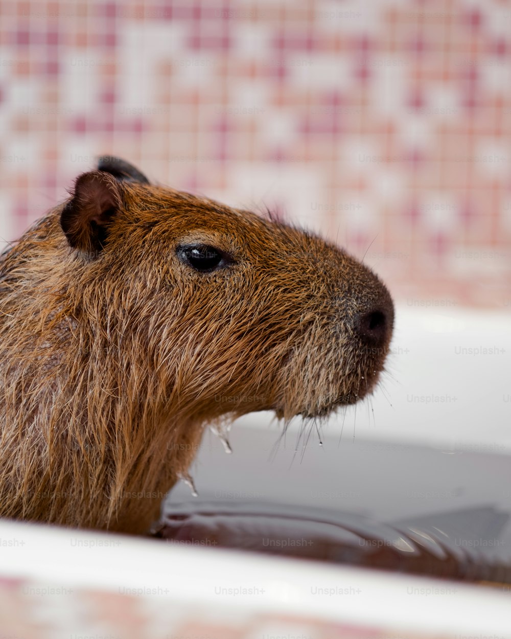 a close up of a rodent in a bathtub