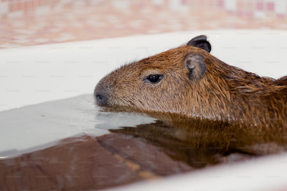 Un primo piano di un capibara in una vasca da bagno