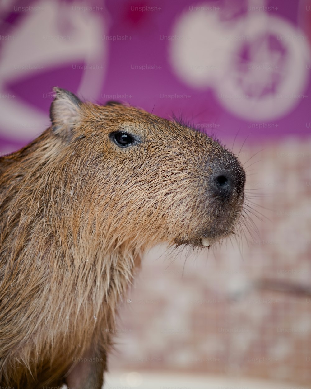 a close up of a capybara in a bathtub