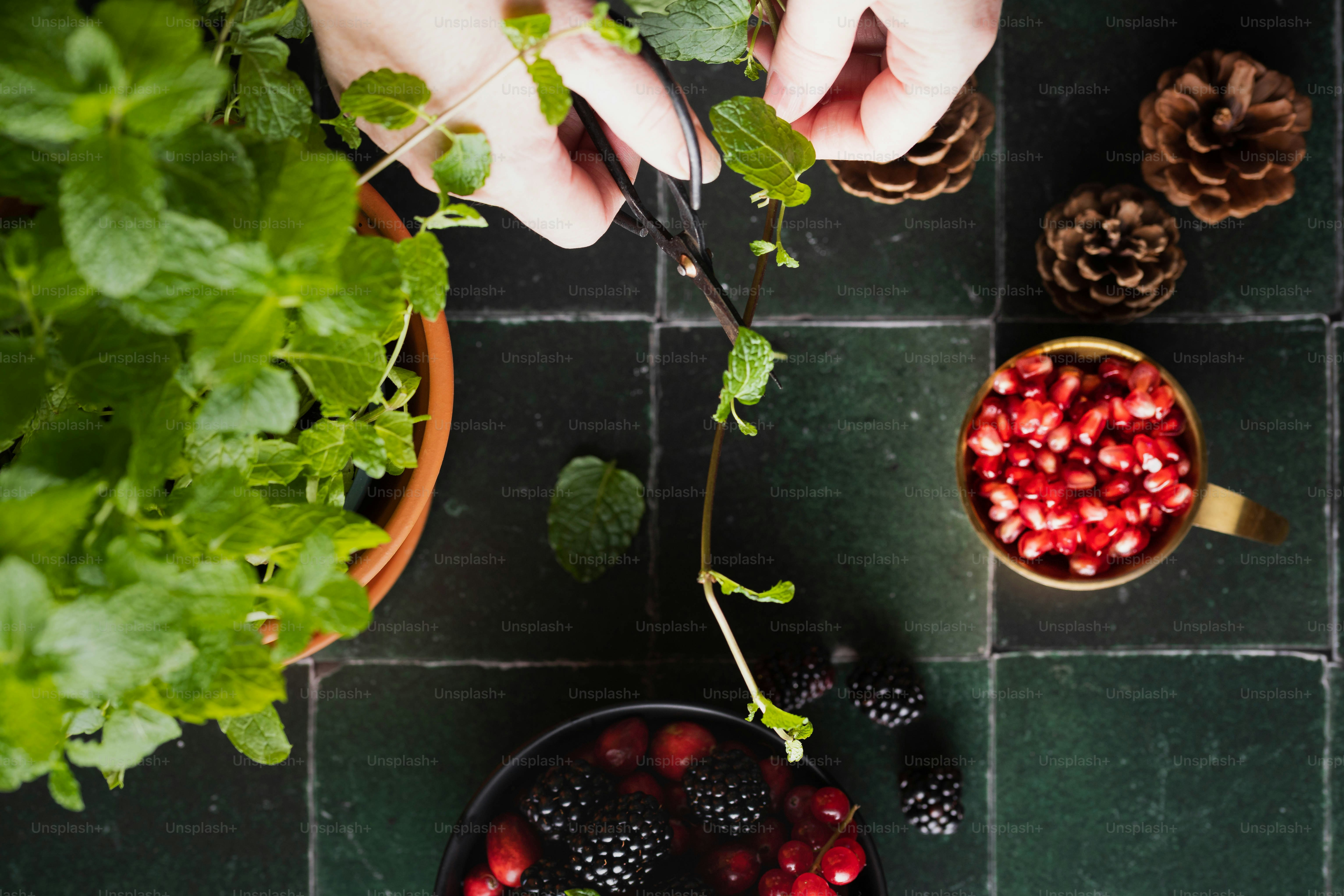 eine Person, die Beeren mit einer Schere schneidet