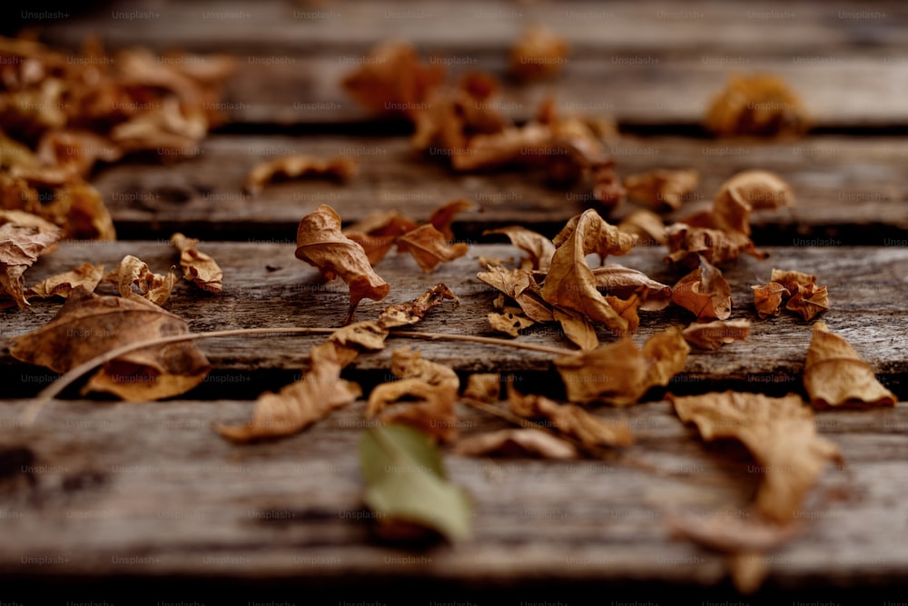 a close up of leaves on a wooden surface