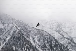 雪に覆われた山の上を飛ぶ鳥