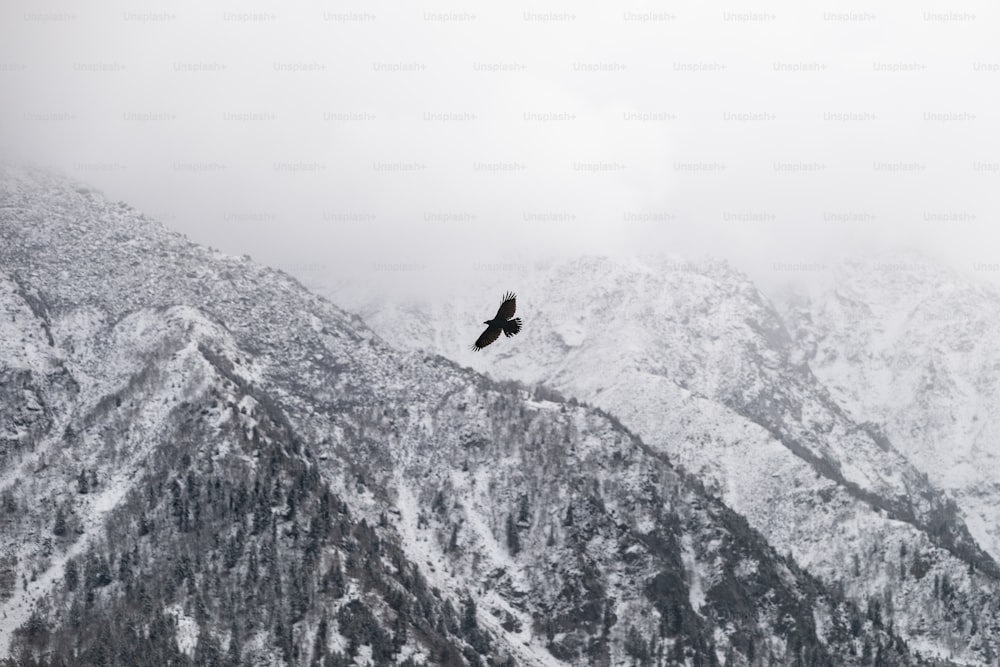 a bird flying over a mountain covered in snow
