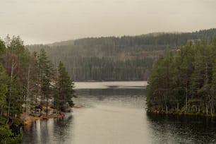 a large body of water surrounded by trees