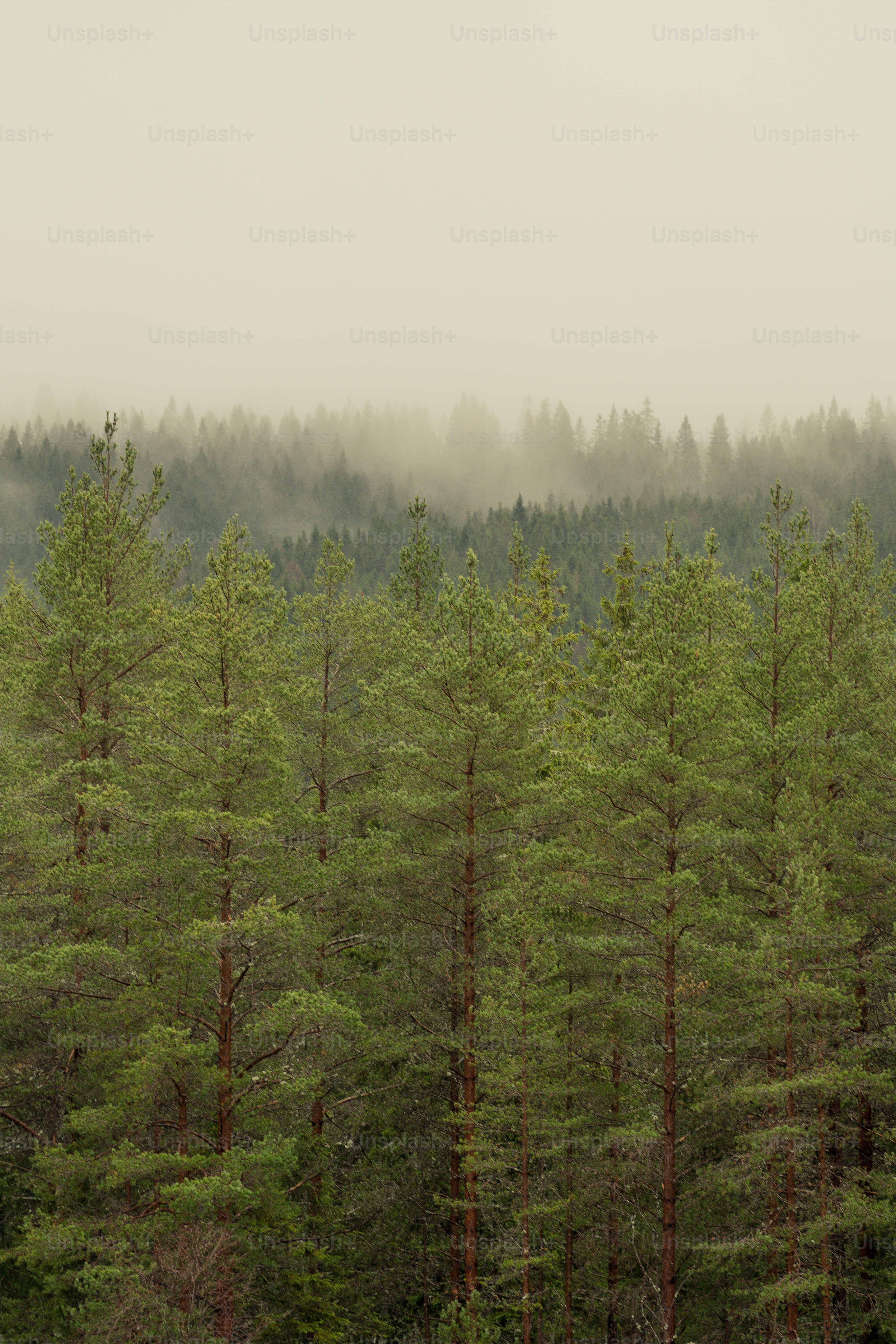 Ein nebliger Wald mit vielen Bäumen Foto – Bild zum Thema Wald auf Unsplash, image size:3000x4500